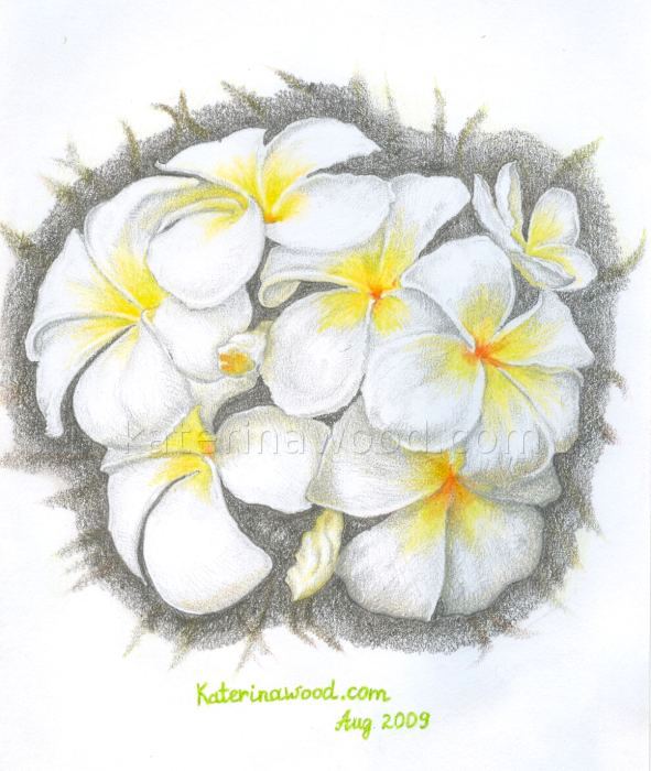 Summer flower, . Pencil drawing by Katerina Wood