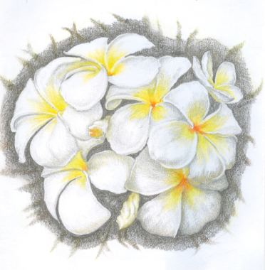 Summer flower, . Pencil drawing by Katerina Wood