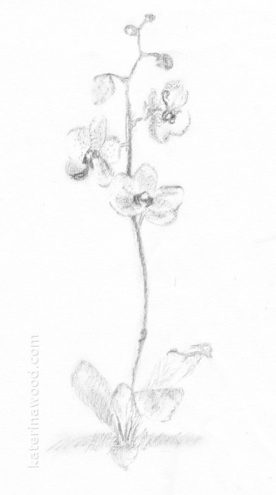 Flower in Japanese style, . Pencil drawing by Katerina Wood