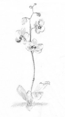 Flower in Japanese style, . Pencil drawing by Katerina Wood